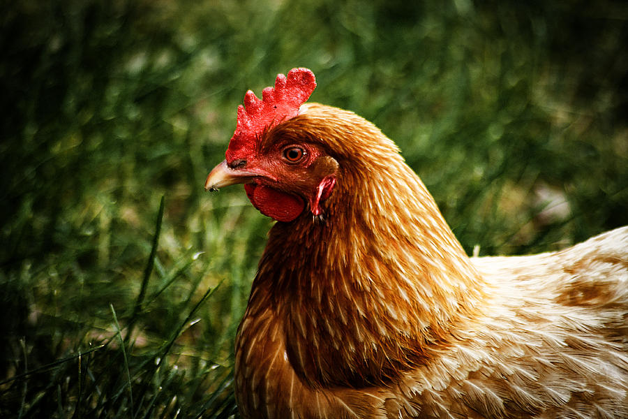Country Chicken 1 Photograph by Scott Hovind