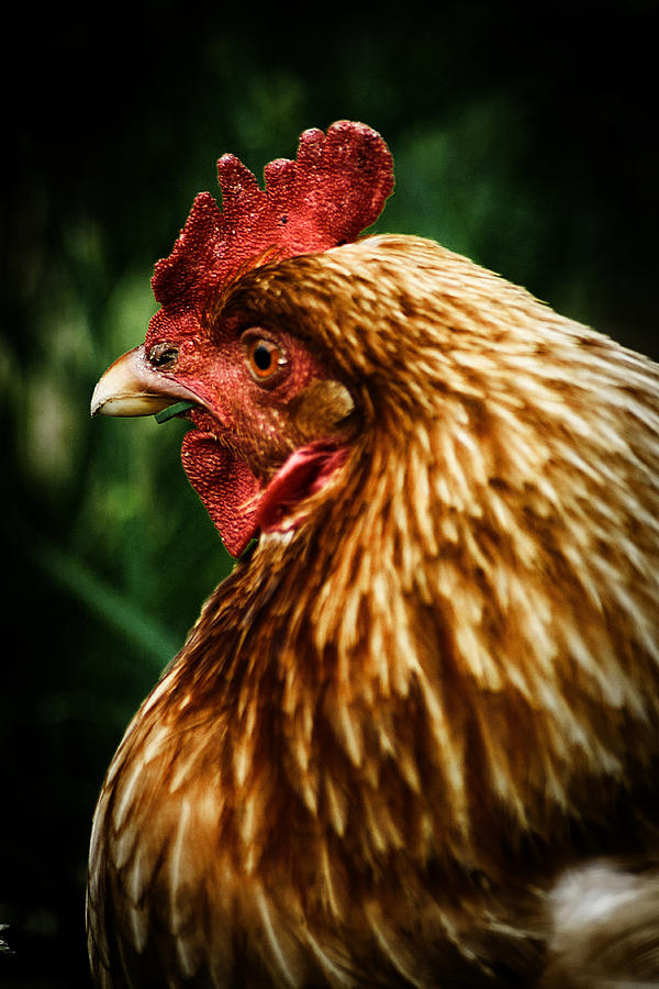 Country Chicken 10 Photograph by Scott Hovind