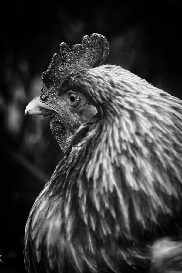 Country Chicken 11 Photograph by Scott Hovind