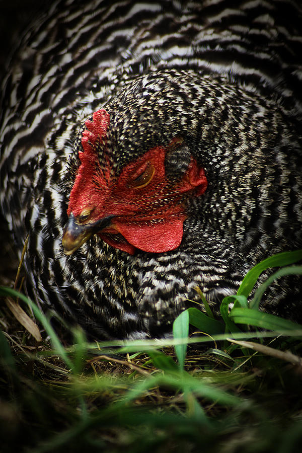 Country Chicken 12 Photograph by Scott Hovind