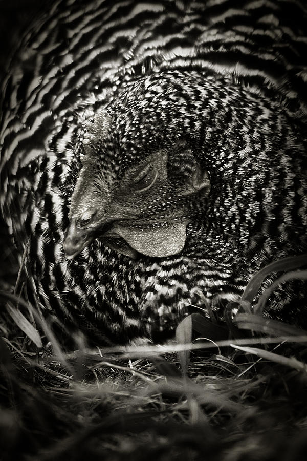 Chicken Photograph - Country Chicken 13 by Scott Hovind