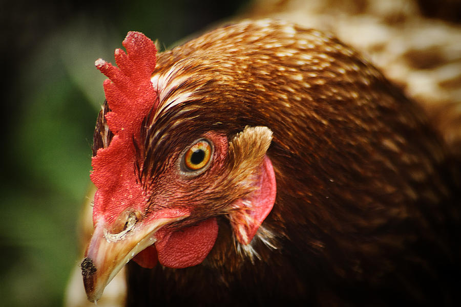 Country Chicken 14 Photograph by Scott Hovind