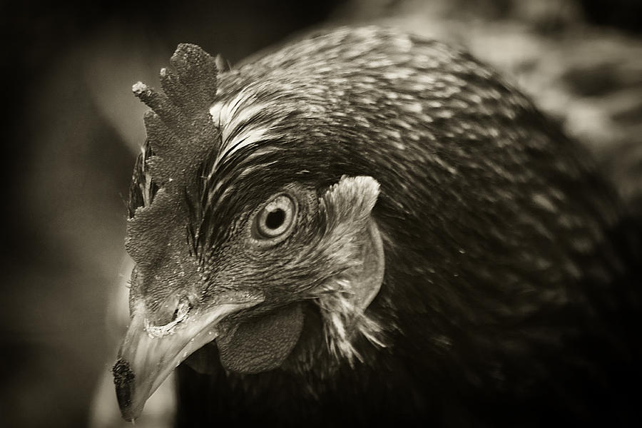 Country Chicken 15 Photograph by Scott Hovind