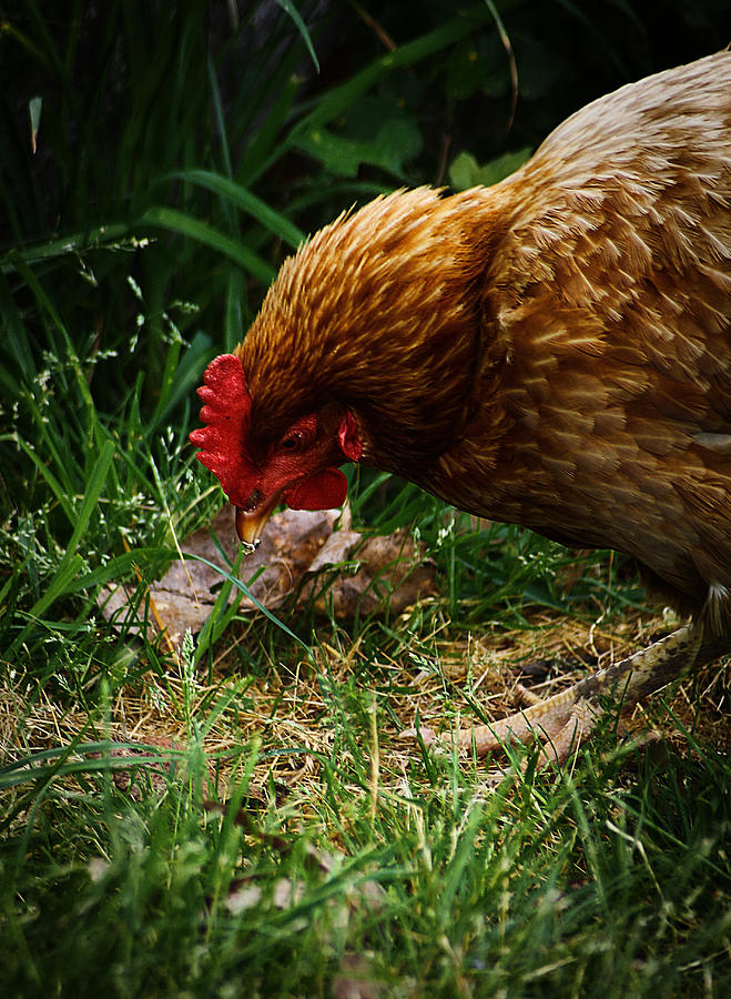 Country Chicken 2 Photograph by Scott Hovind