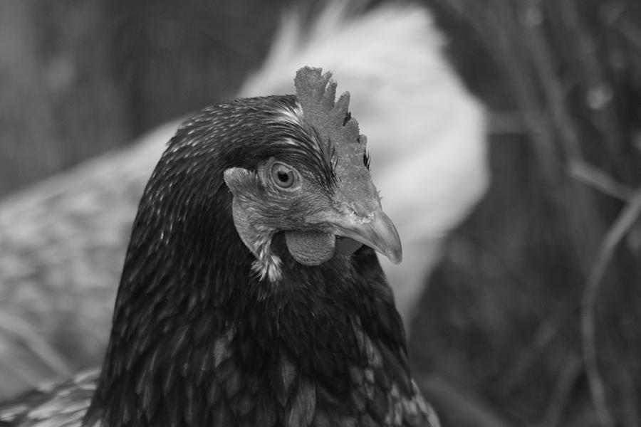 Country Chicken 3 Photograph by Scott Hovind