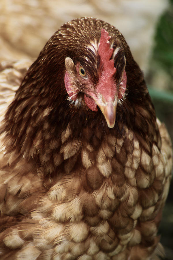 Country Chicken 4 Photograph by Scott Hovind