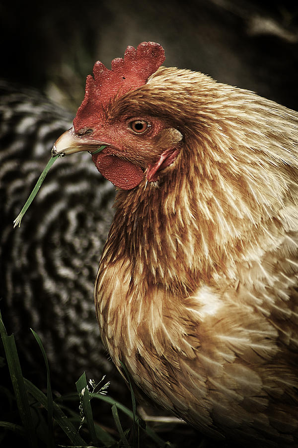 Country Chicken 6 Photograph by Scott Hovind