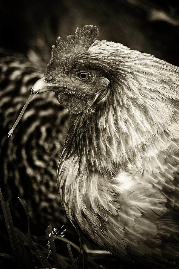 Country Chicken 7 Photograph by Scott Hovind