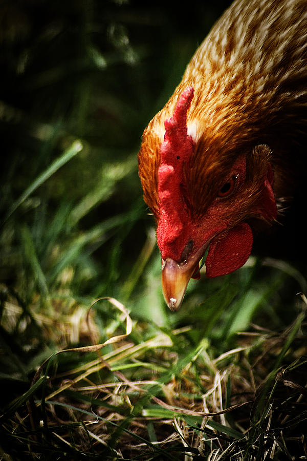 Country Chicken 8 Photograph by Scott Hovind