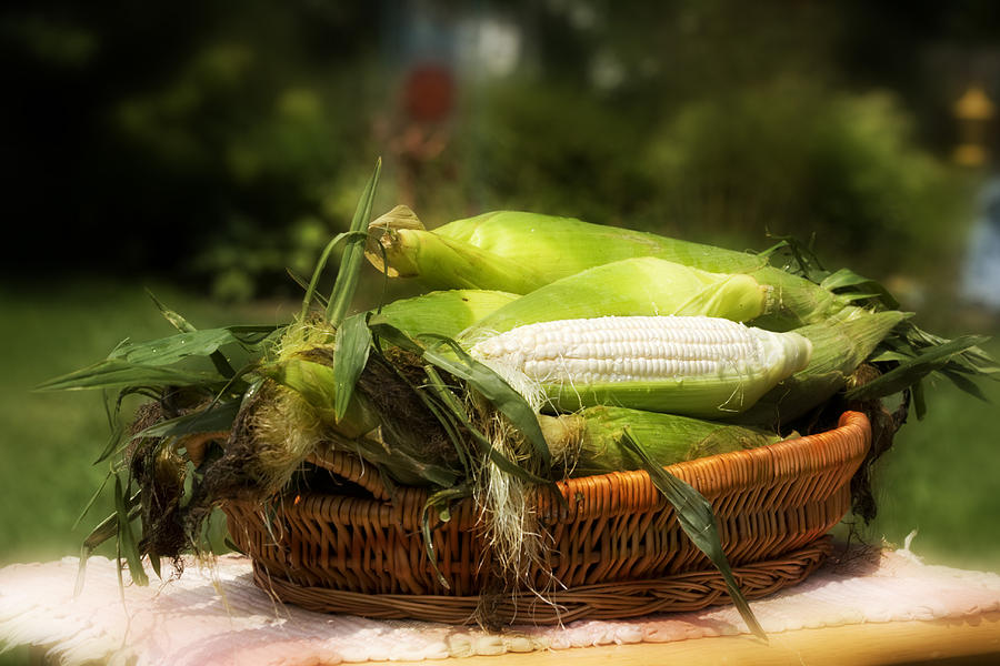 Country Corn Photograph by Trudy Wilkerson