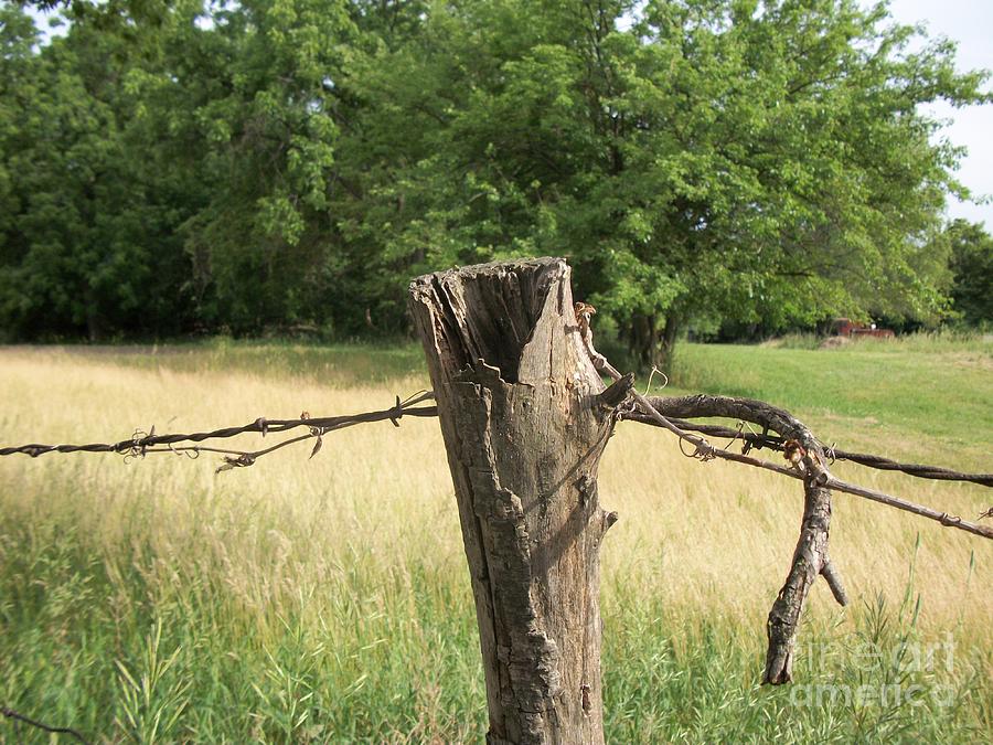 Tree Photograph - Country Fence Post ll by Marsha Heiken