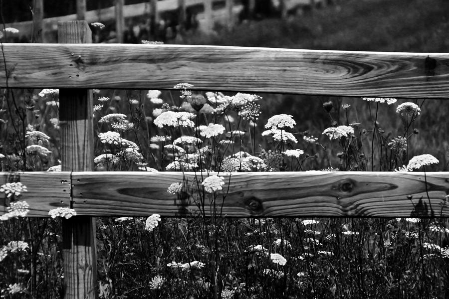 Country Flowers in Black and White Photograph by Theresa Johnson