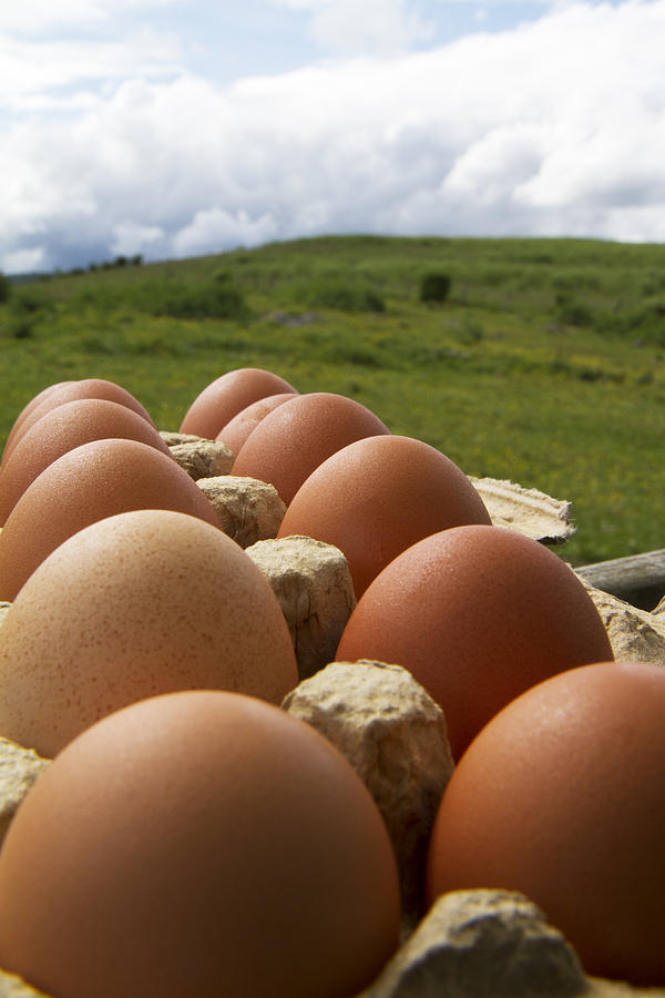 Egg Photograph - Country Fresh by Betsy Knapp