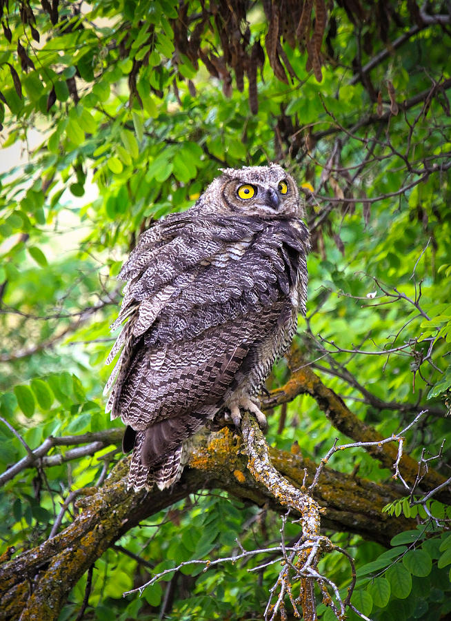 Country Horned Owl Photograph by Steve McKinzie