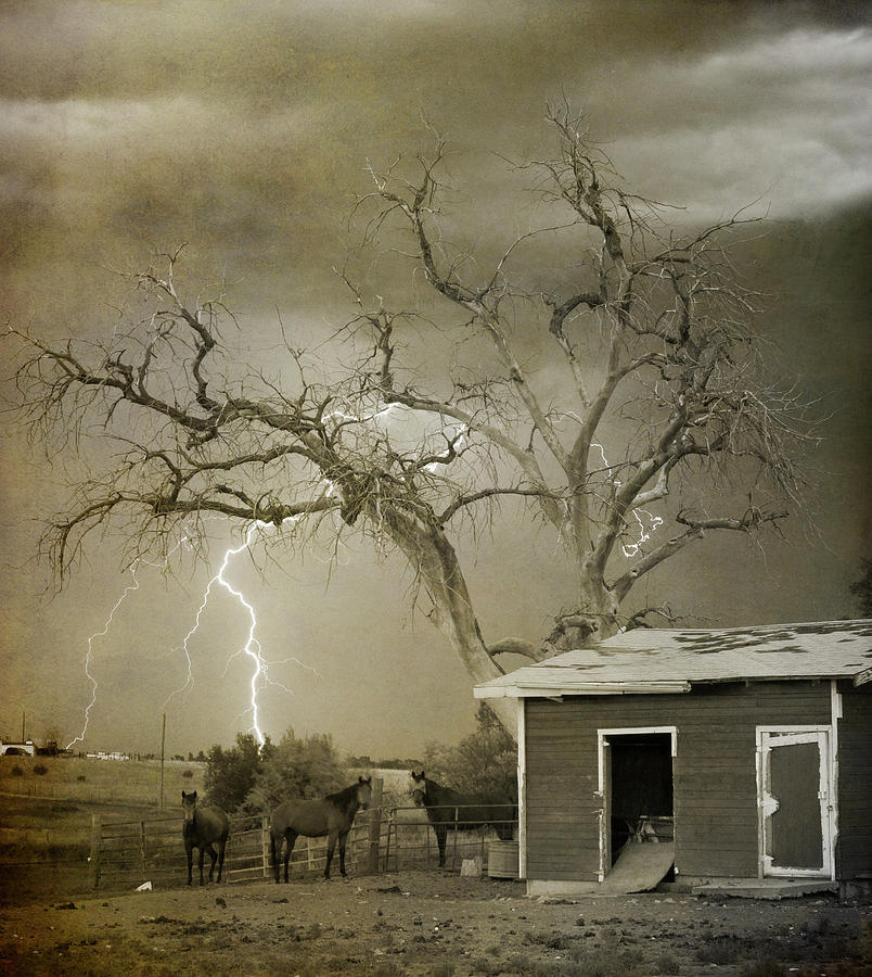 Horse Photograph - Country Horses Lightning Storm NE Boulder CO 66V BW ART by James BO Insogna