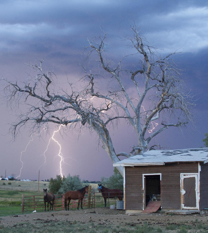 Country Horses Lightning Storm NE Boulder County CO 66V Photograph by James BO Insogna