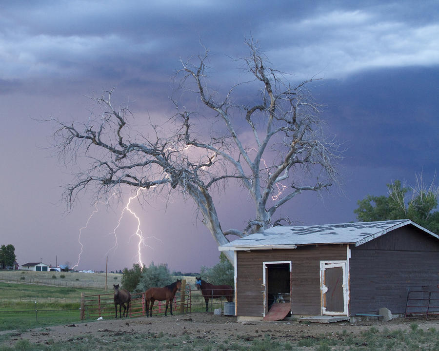 Country Horses Lightning Storm NE Boulder County CO  Crop Photograph by James BO Insogna