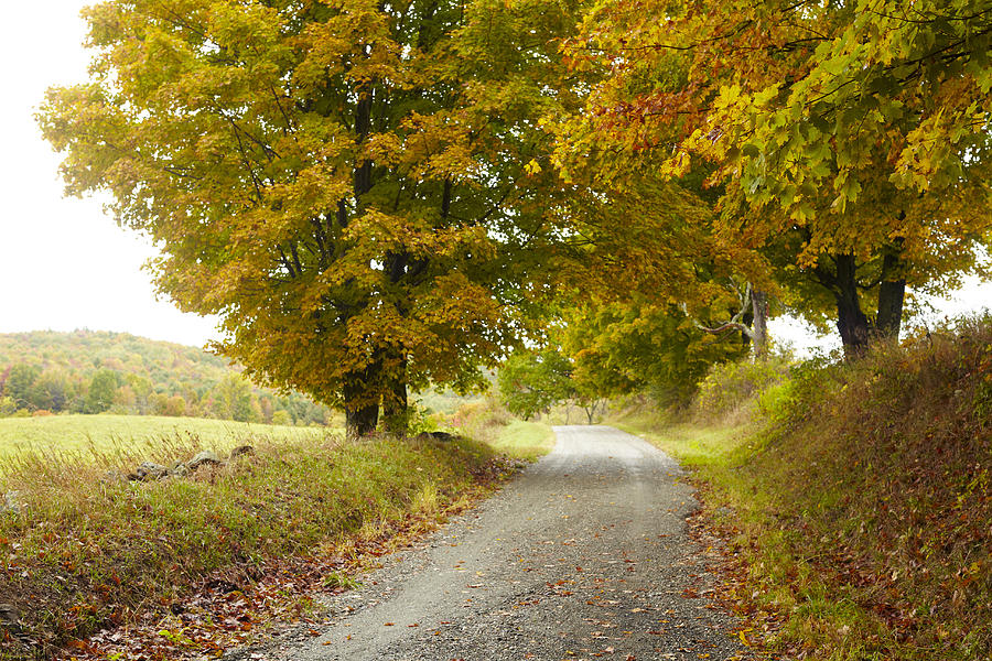 Country Lane And Autumn Foliage by John P Kelly