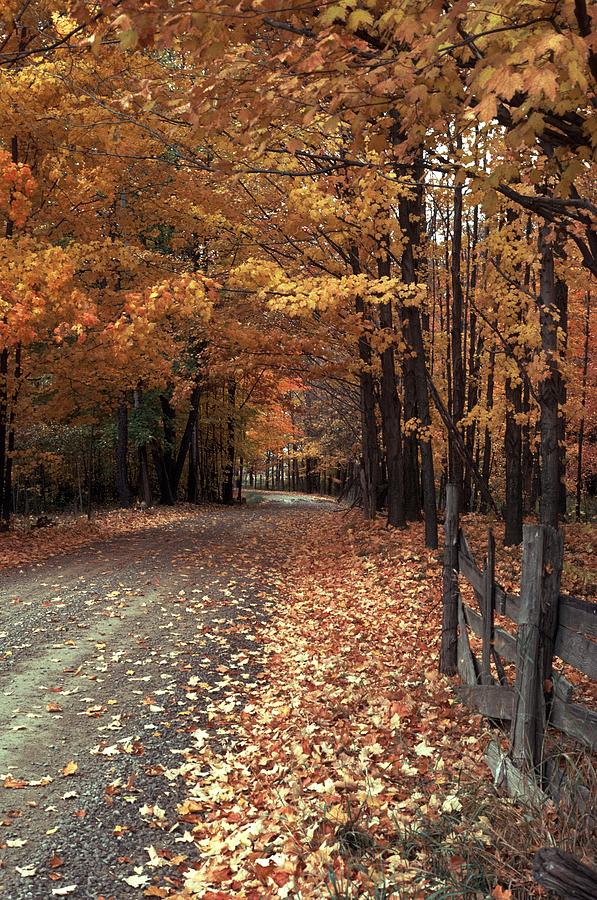  Country  Love  Photograph by Michael Swanson