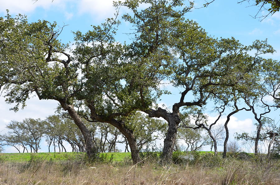 Country Oak Tree Photograph by Kathy Lewis - Fine Art America