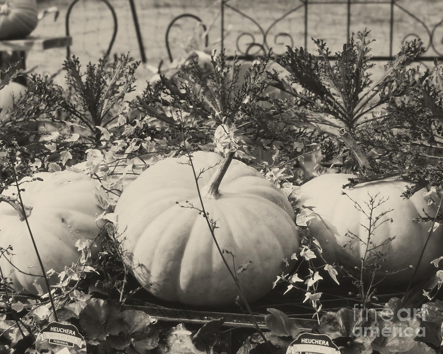 Country Pumpkins In Black And White Photograph by Smilin Eyes Treasures