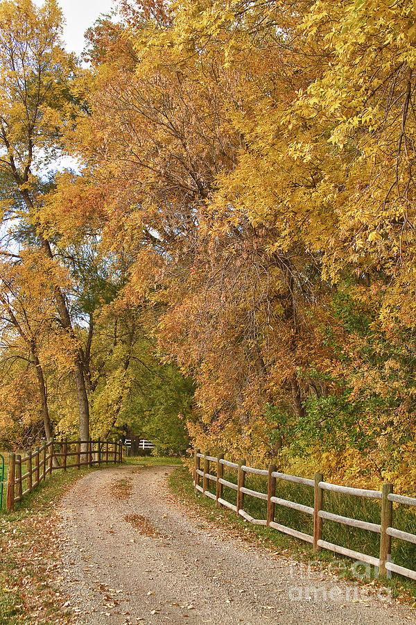 Country Ranch Road Autumn Portrait Photograph by James BO Insogna
