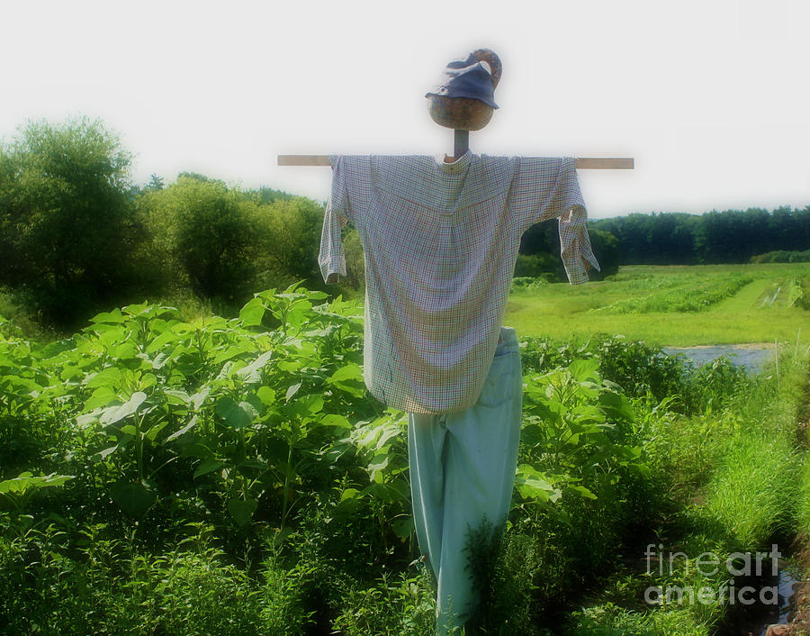 Country Scarecrow Photograph by Smilin Eyes Treasures