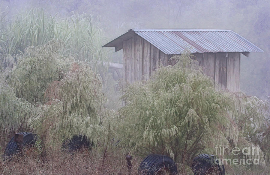 Country Shed in the Mist Photograph by Judi Bagwell