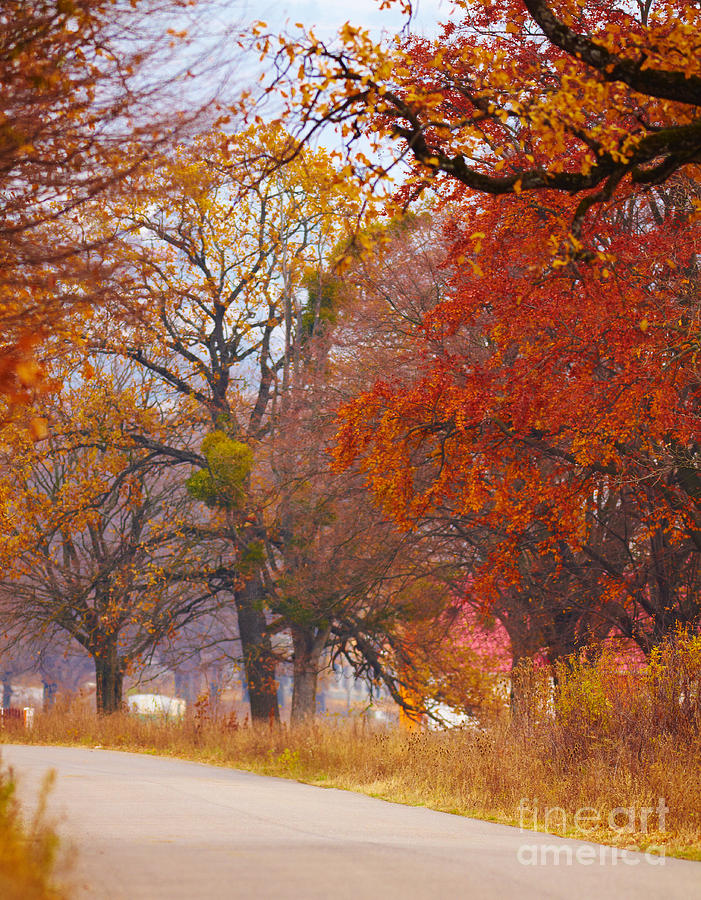Fall Photograph - Countryside foliage by Gabriela Insuratelu