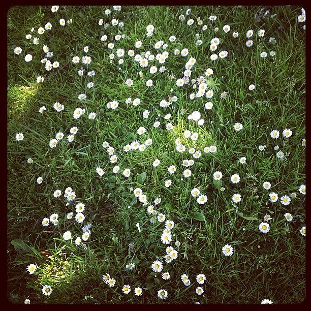 Flower Photograph - #countryside #grass #flowers #plants by Dean Ferris