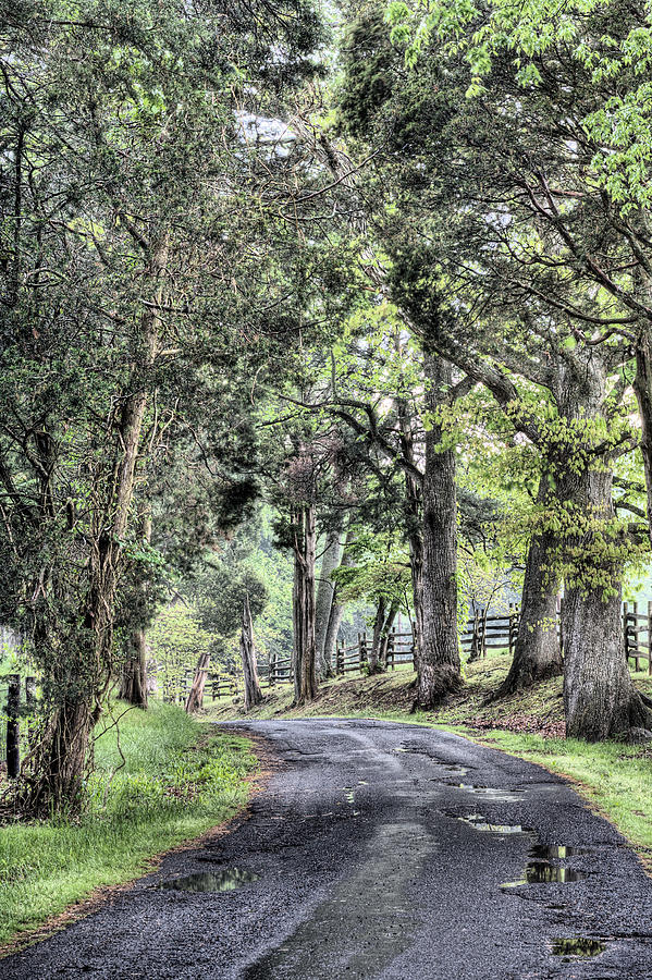 Tree Photograph - County Roads by JC Findley