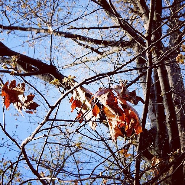 Summer Photograph - Couple Last #leaves, Ready For #summer! by Jenna Luehrsen