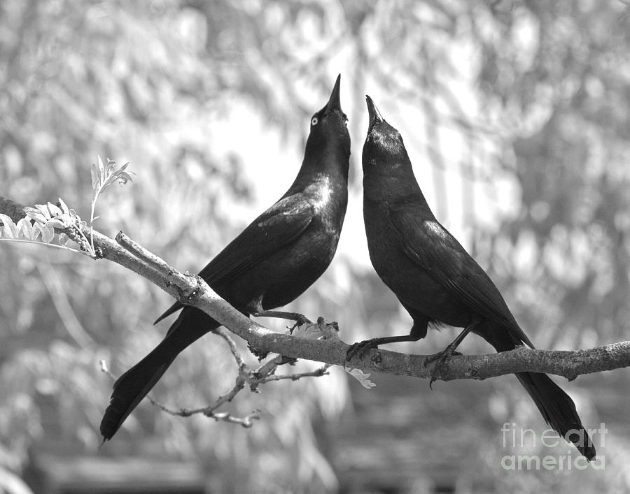 Courtship Photograph by Jan Piller
