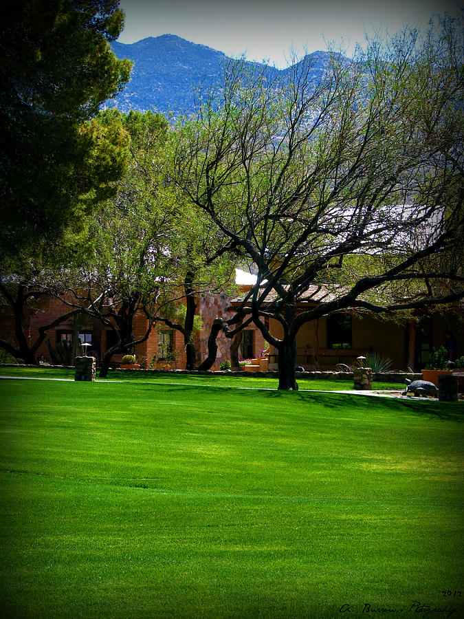 Courtyard View Photograph by Aaron Burrows Fine Art America