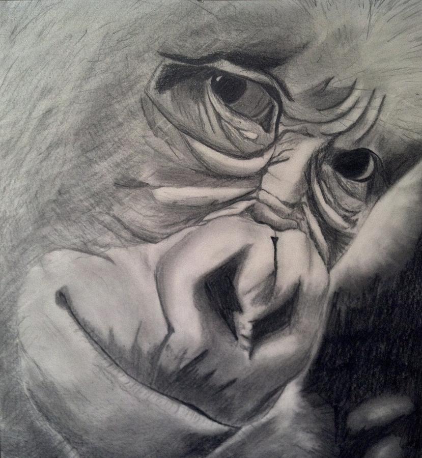 Gorilla Drawing - Covet by Steve Dreitz