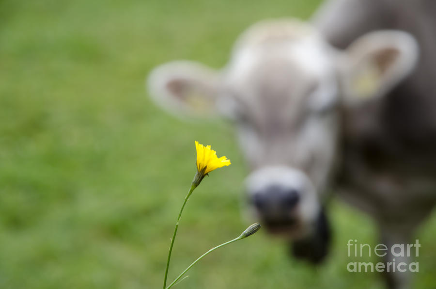 Cow and a flower Photograph by Mats Silvan
