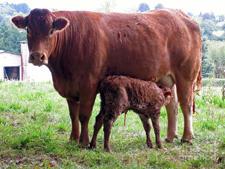 Cow and newborn calf Photograph by Rod Jones