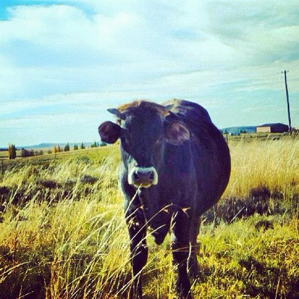 Nature Photograph - #cow #animal #nature #instagram by Cally Stronk