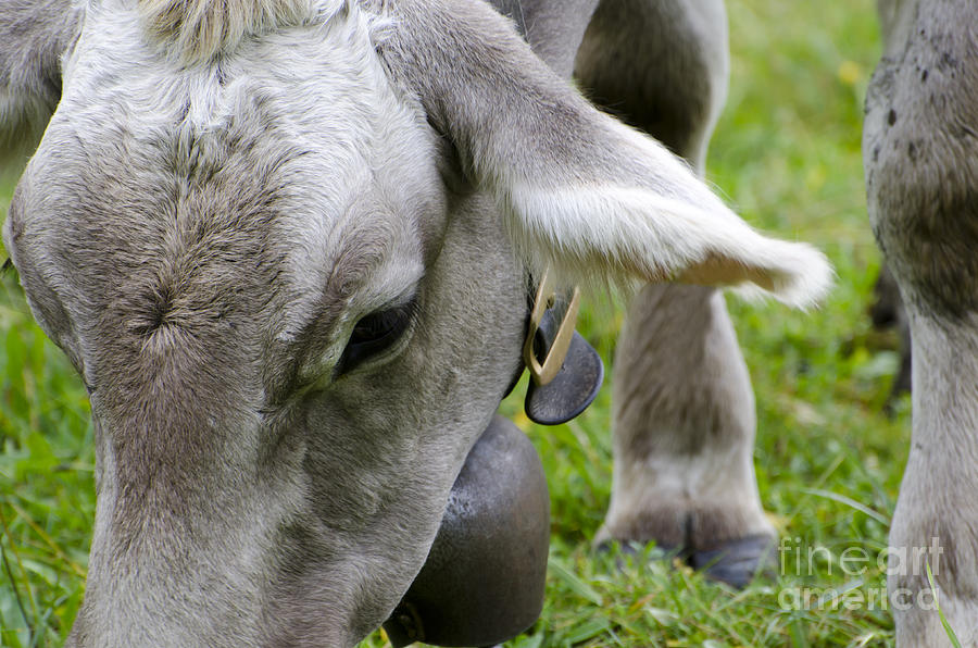 Cow eating grass Photograph by Mats Silvan