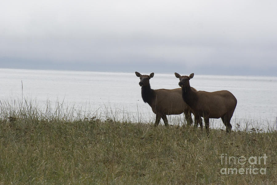 Cow elk pair on beach Photograph by Jim And Emily Bush