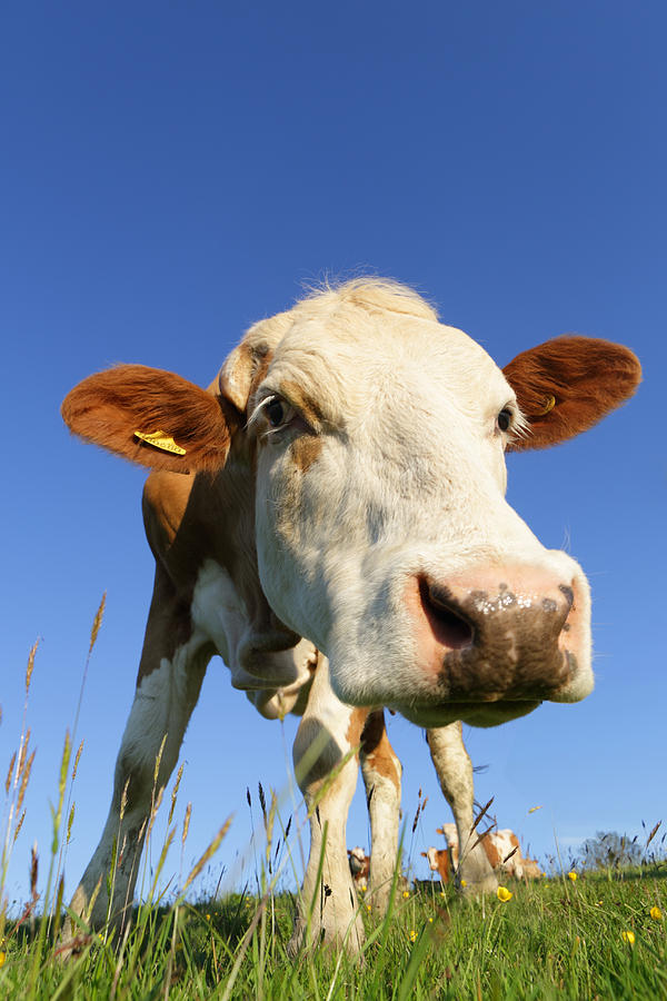 Cow In Field Photograph by Peter Cade