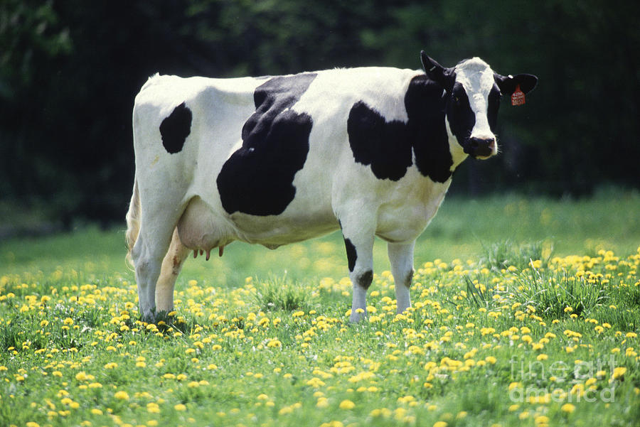 Cow In Pasture Photograph by Science Source
