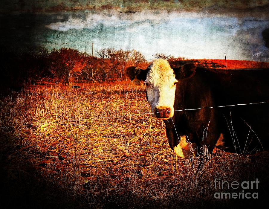 Cow In The Corn Photograph