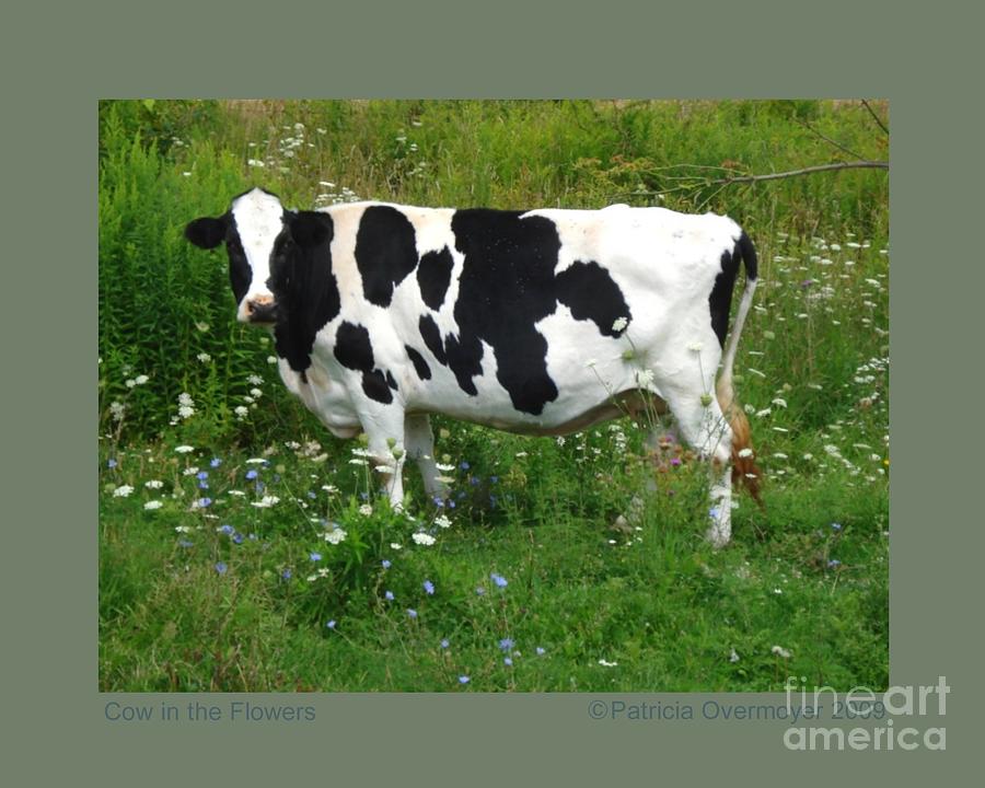 Cow in the Flowers Photograph by Patricia Overmoyer