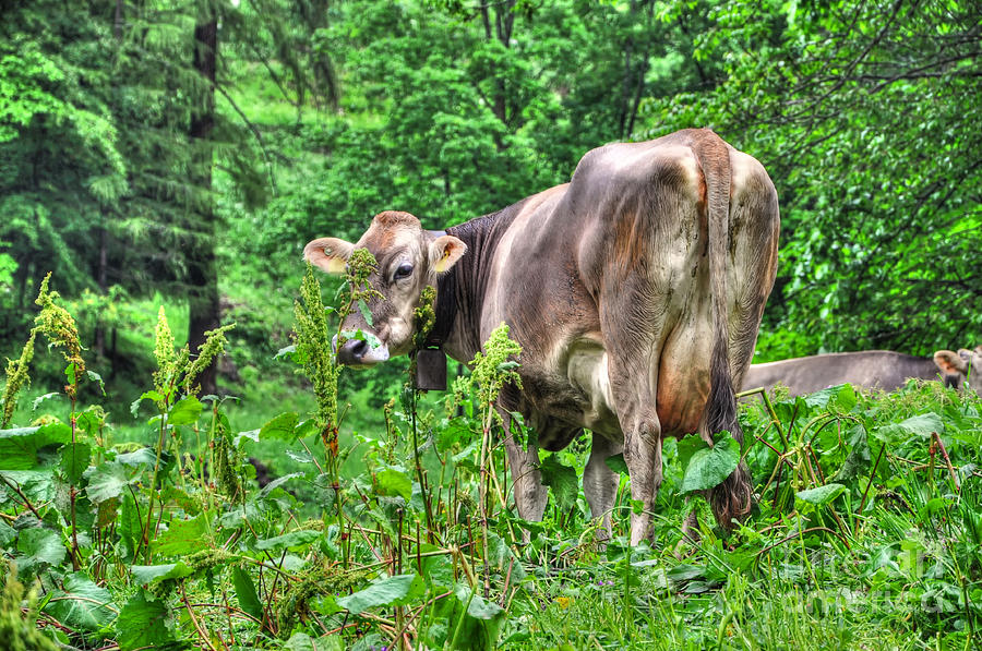 Cow in the green forest Photograph by Mats Silvan