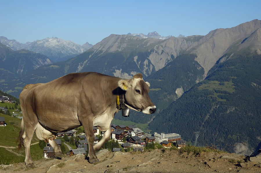 Cow in the mountains Photograph by Matthias Hauser