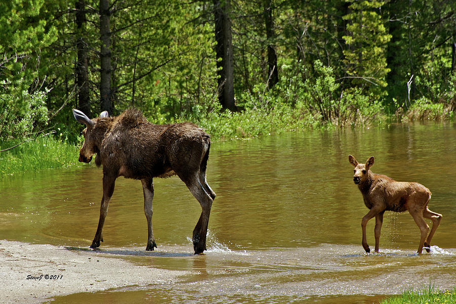 Cow Moose and Calf Photograph by Stephen Johnson