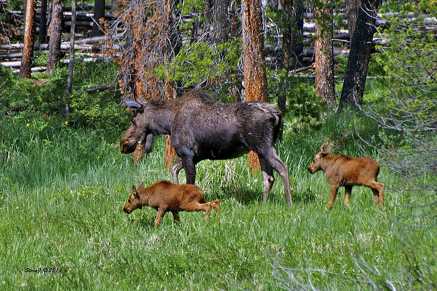 Cow Moose and the Twins Photograph by Stephen Johnson