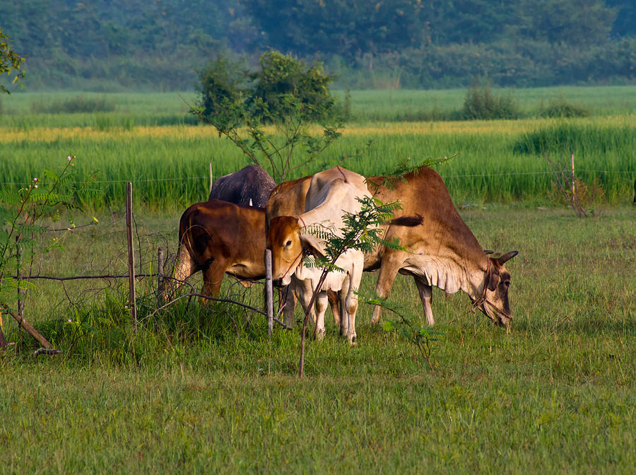 cow Photograph by Nittaya Mungma - Fine Art America