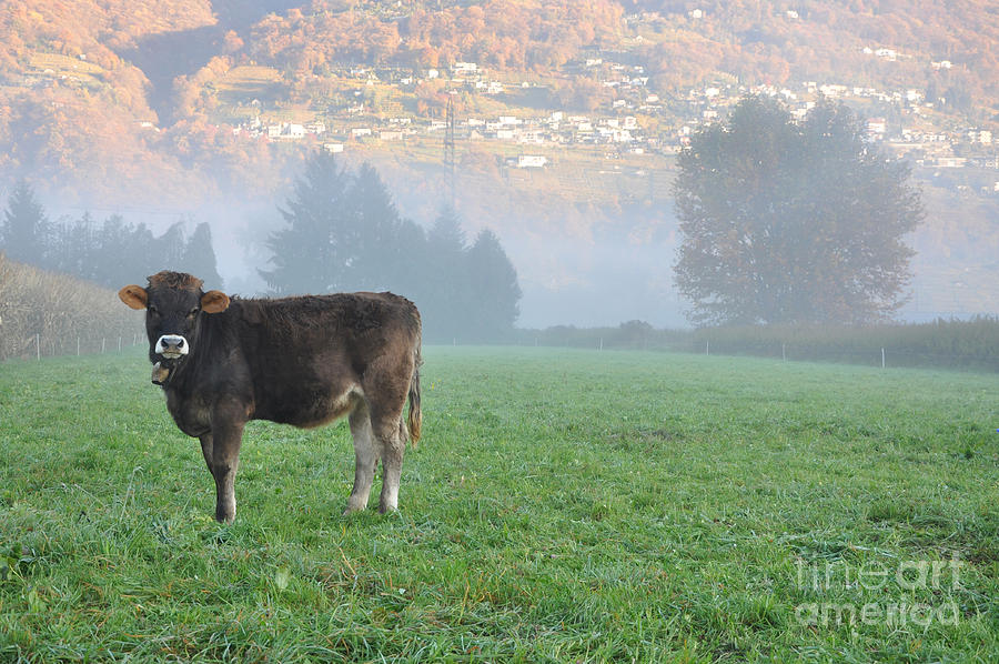 Cow on the foggy field Photograph by Mats Silvan